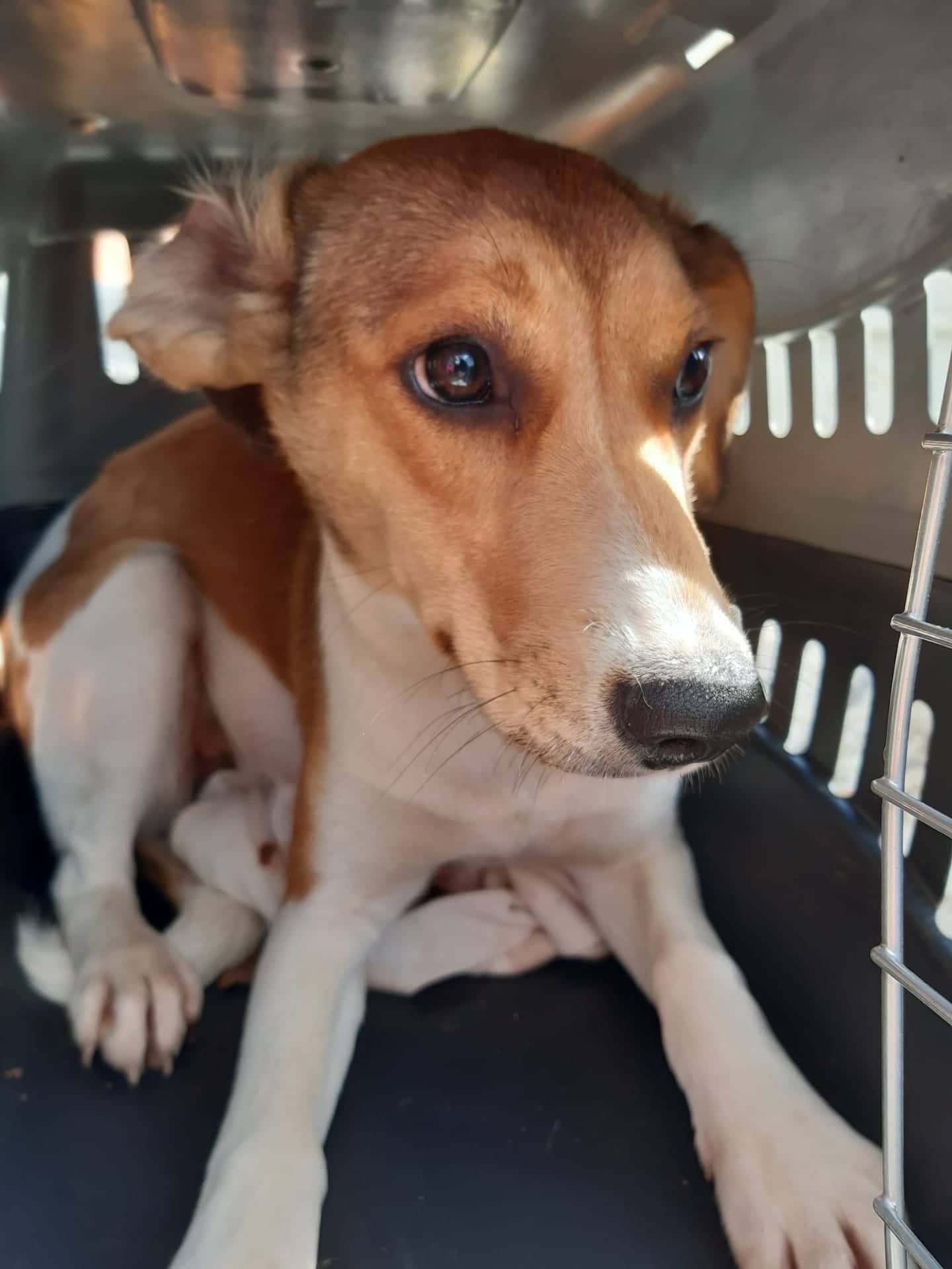 Read more about the article Campanha de esterilização de animais errantes 2020