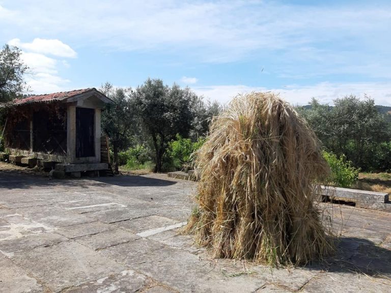 Read more about the article CEIFA DO CENTEIO na Quinta da Comenda