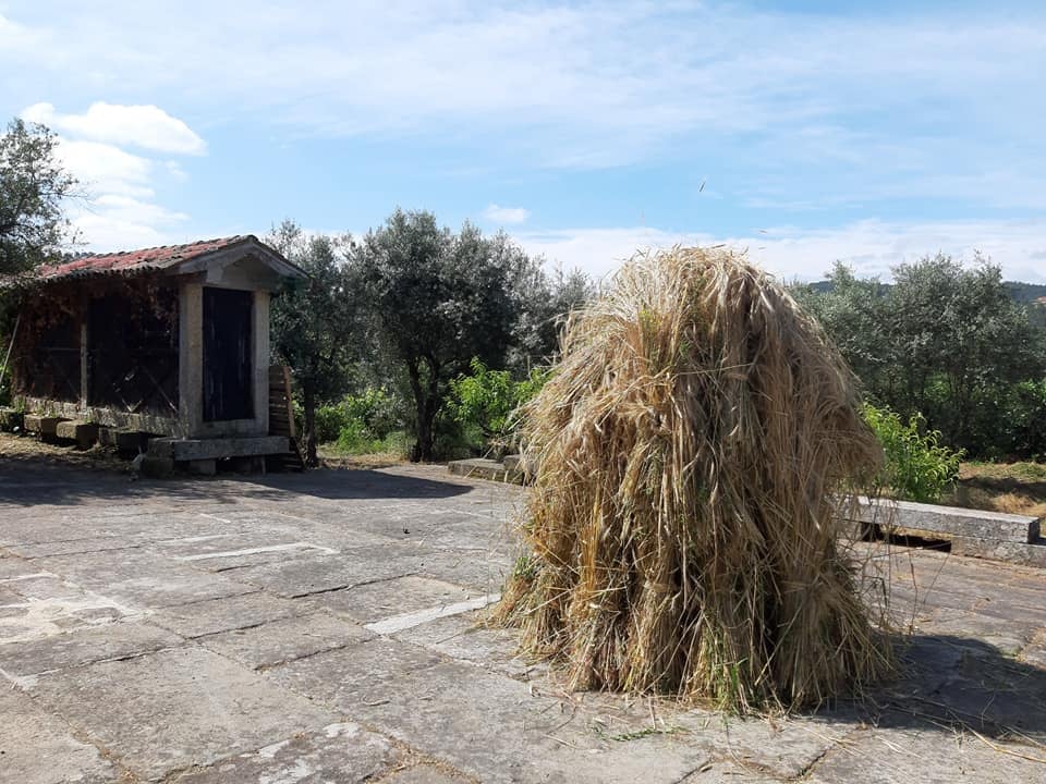 You are currently viewing CEIFA DO CENTEIO na Quinta da Comenda