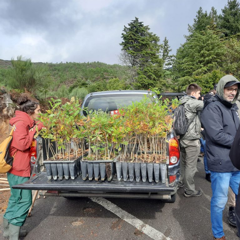 Read more about the article Plantação de Árvores – Carvalhais